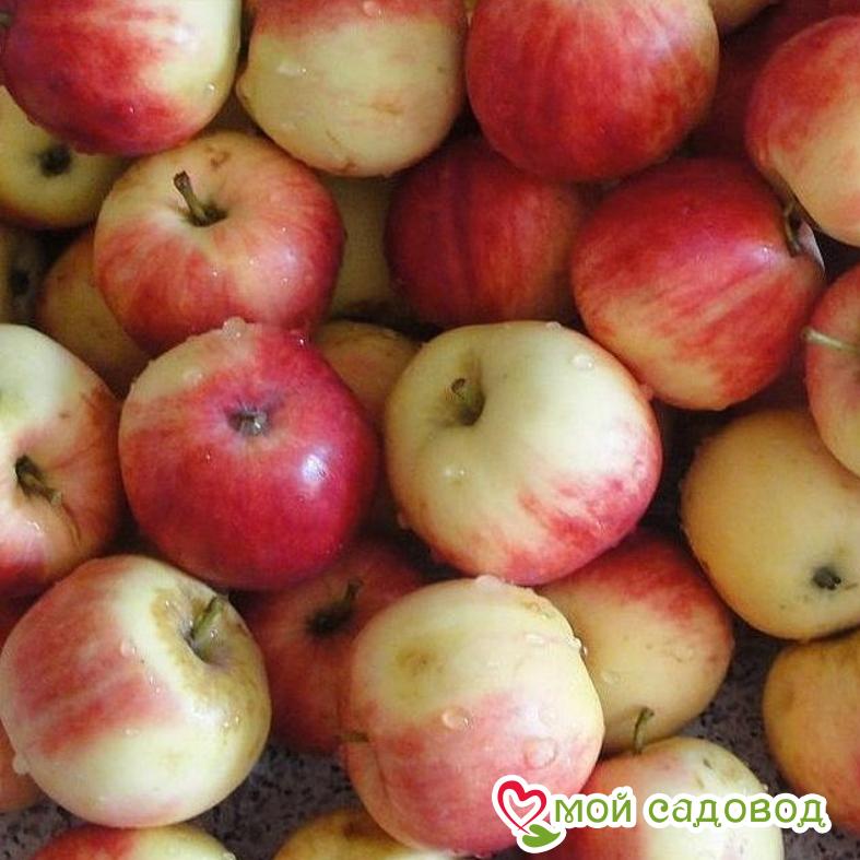 Яблоня Мельба