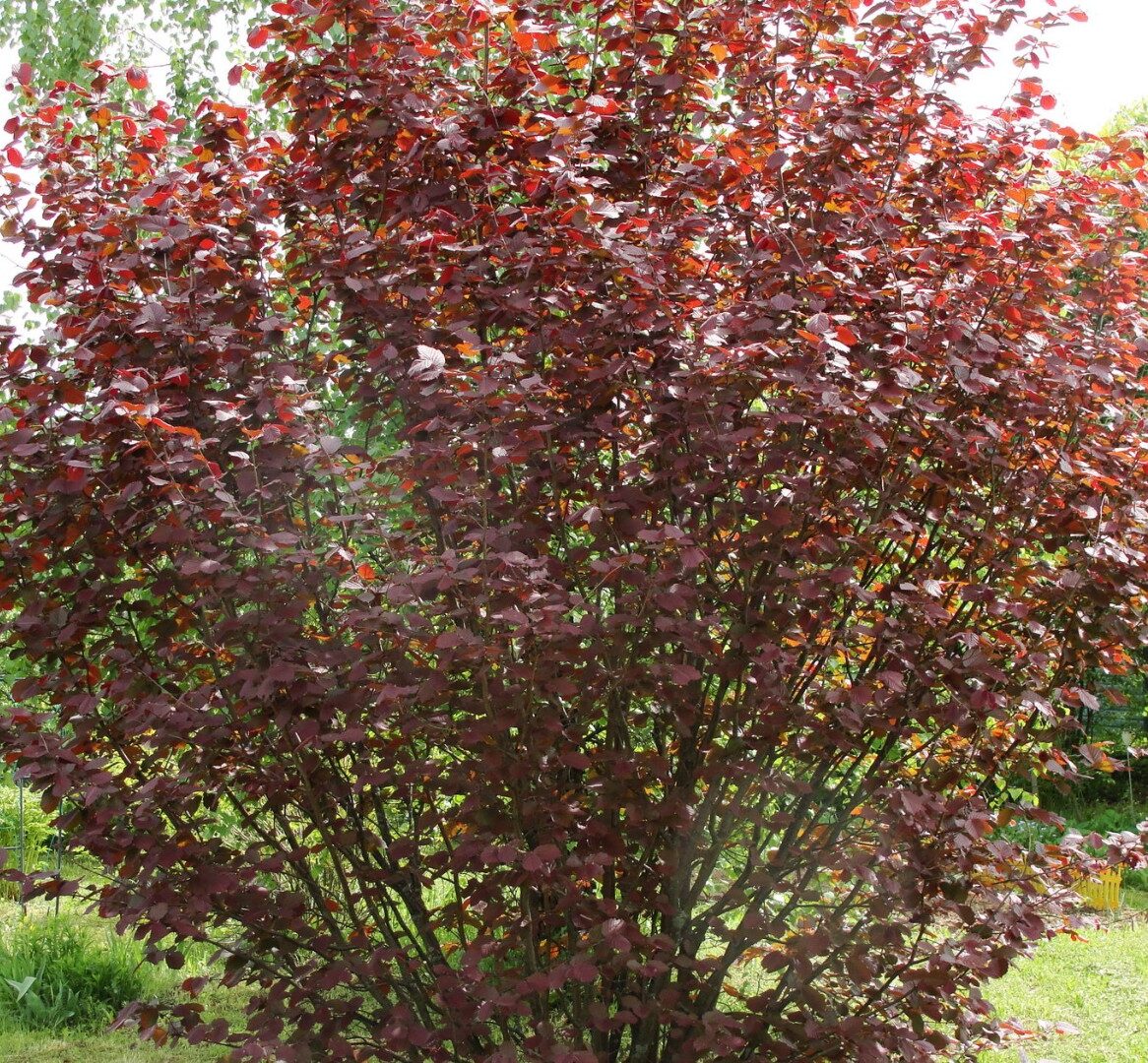 Фундук Московский ранний (ранний срок созревания)