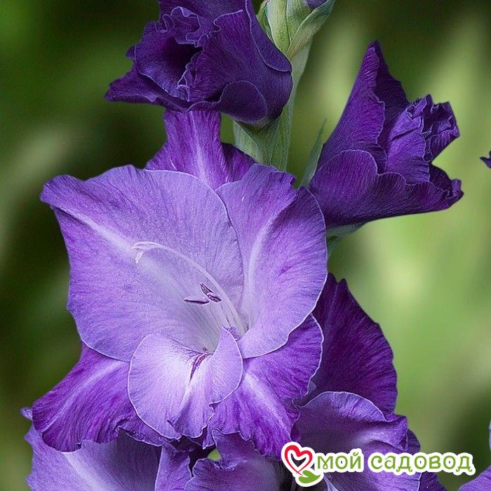 ГЛАДИОЛУС СИНЯЯ ПТИЦА