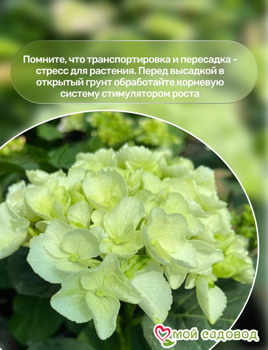 Гортензия крупнолистная Кларисса ЗКС