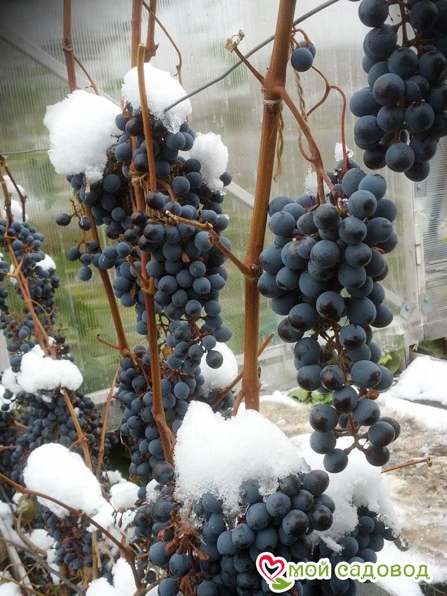 Виноград неукрывной Мариновский