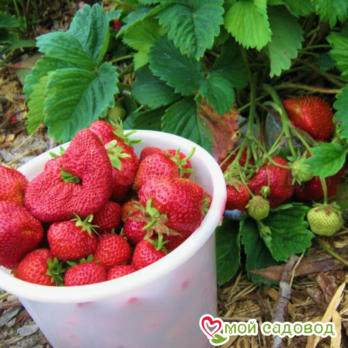 Клубника Крупноплодная Лорд