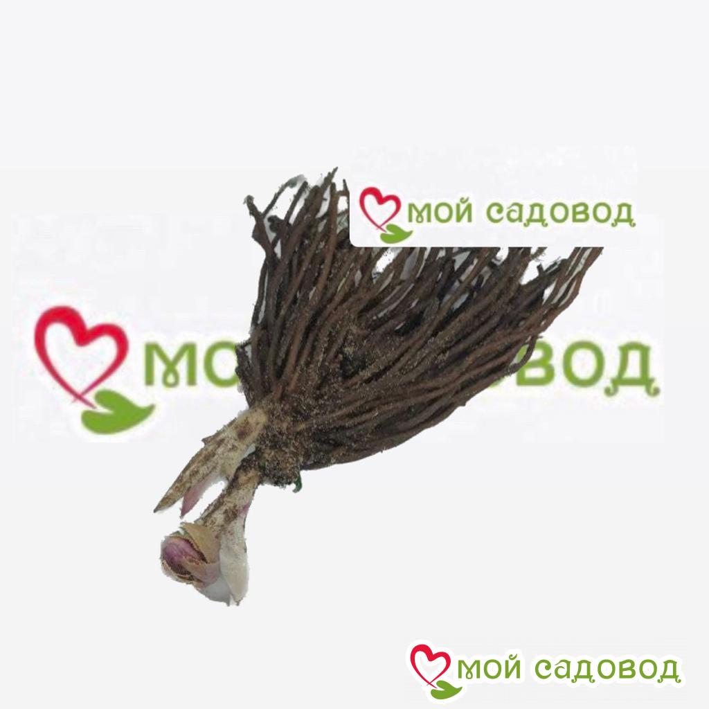 Хоста Лунный Призрак