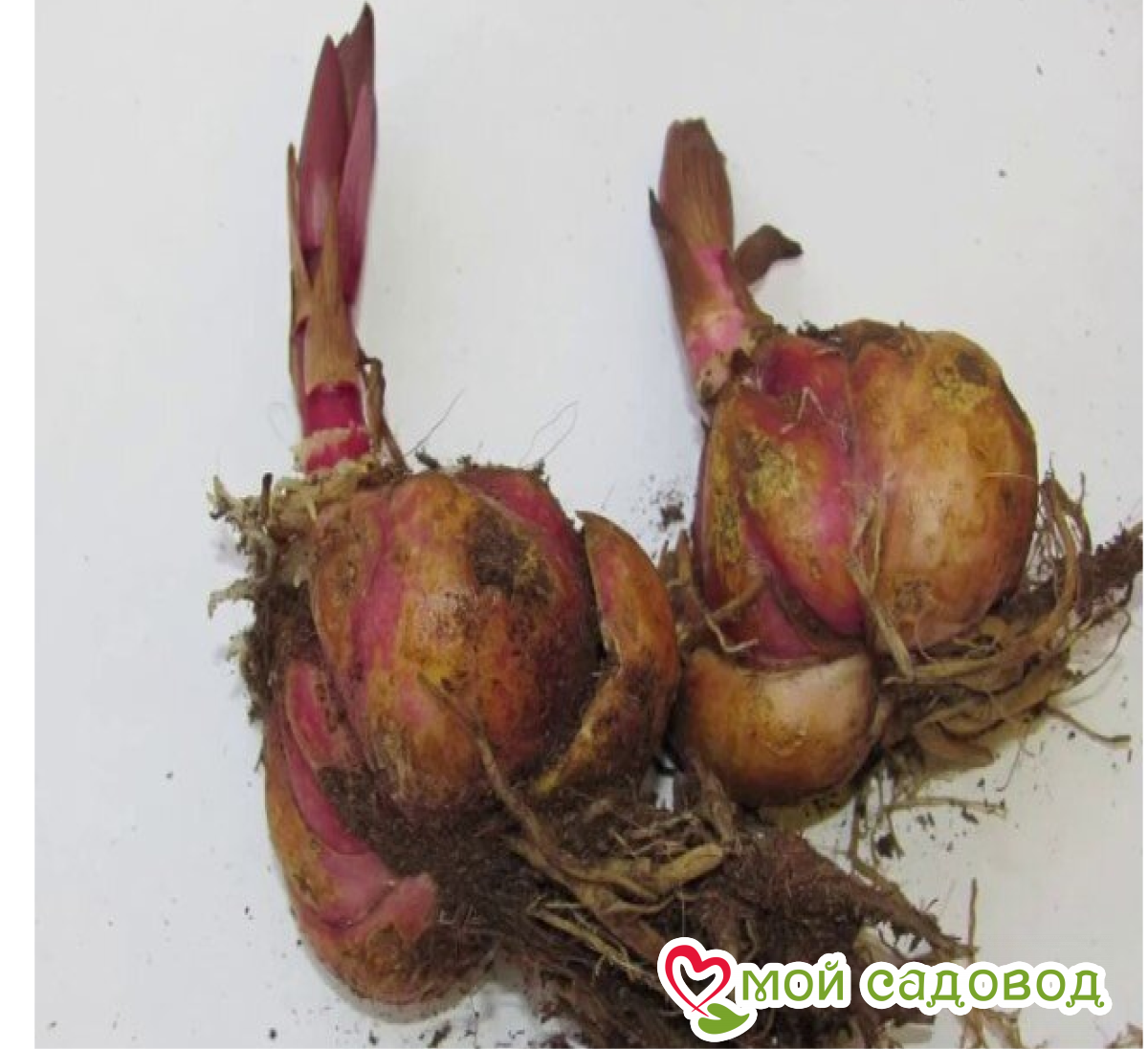 Лилия Лимонный Нектар